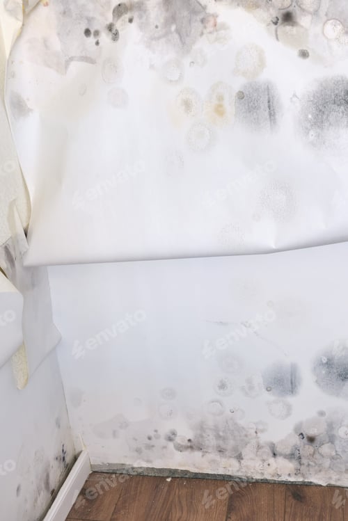 Preview: Moldy Wallpaper In The House Due To High Humidity