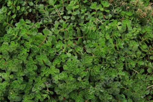 Preview: Ornamental Perennial Sedum For Garden And Urban Environment Improvement. Fashionable Landscape