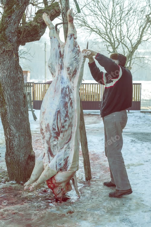 Preview: Slaughtered Pig Hanging On Hooks, Home Butchering. Vintage Style.