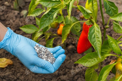 Preview: Farmer Hands In Rubber Gloves Holds Chemical Fertilizer To Give It To Bell Pepper Bushes In The