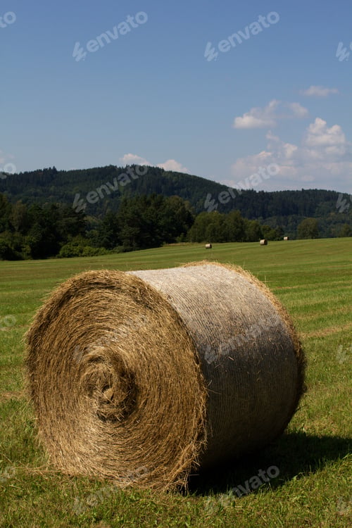 Preview: Straw Bales On A Meadow In Summer, Rural Background, Texture Of Dry Grass Straw.