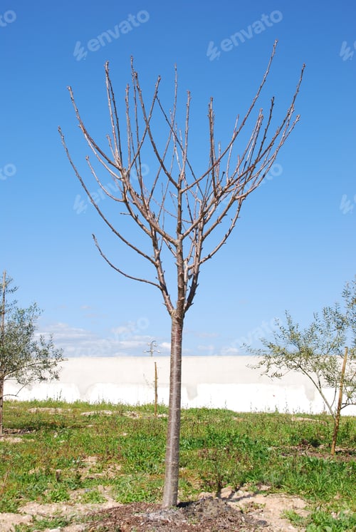 Preview: Beautiful Cherry Tree Before Having Flowers/Cherries (Blue Sky Background)