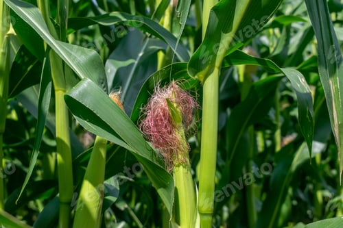 Preview: Green Corn Growing On The Field On A Sunny Day