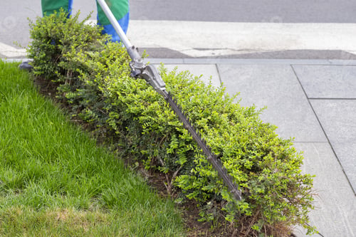 Preview: Gardener Cutting A Hedge With A Hedge Trimmer Motor In The Park.