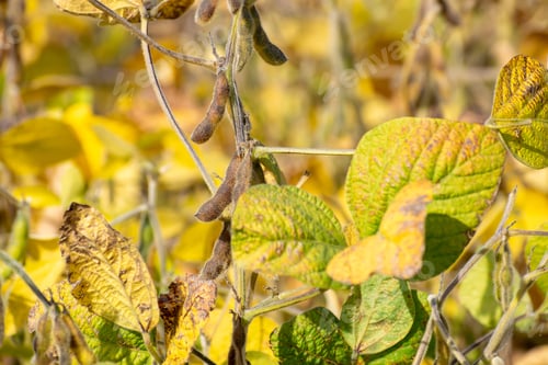 Preview: Ripe Soybean Field Ready For Harvesting