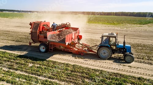 Preview: Farmers Harvesting Red Beets Aerial View