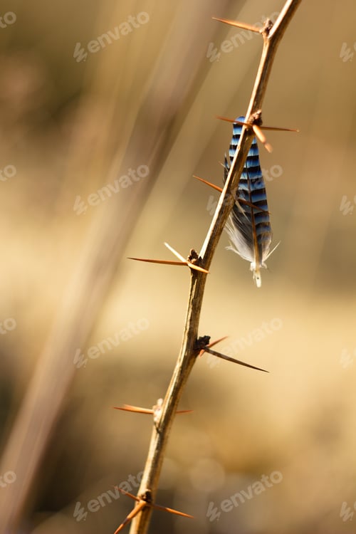 Preview: Bird Feather, Jay Feather On Thorns, Spring Colors And Background.