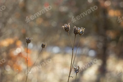 Preview: Frozen Flowers And Plants In Spring, In Beautiful Spring Light And Background Colors.