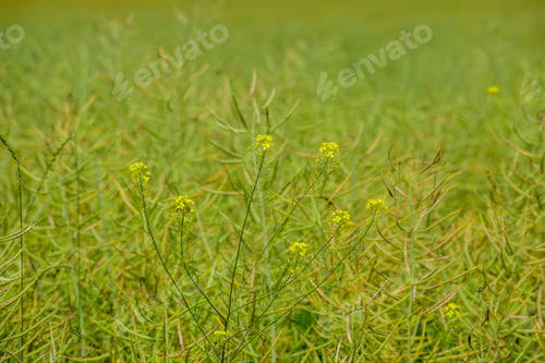 Preview: Ripening Canola On The Field In Early Summer
