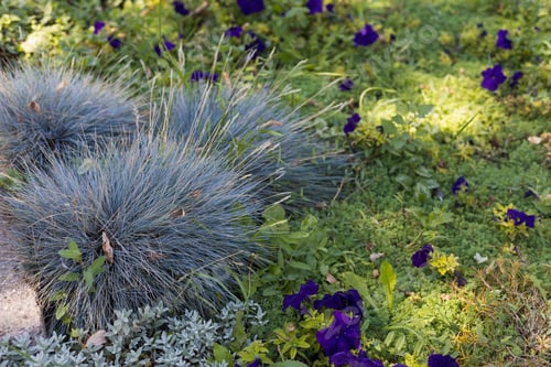 Preview: A Very Beautiful Flower Bed. Landscaping And Greening Of The Environment. Abstract Background For