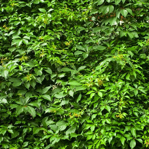 Preview: Green Ivy, Background. Leaves Of Green Ivy (Maiden Grapes) Occupy The Entire Frame., Greens, Leaves