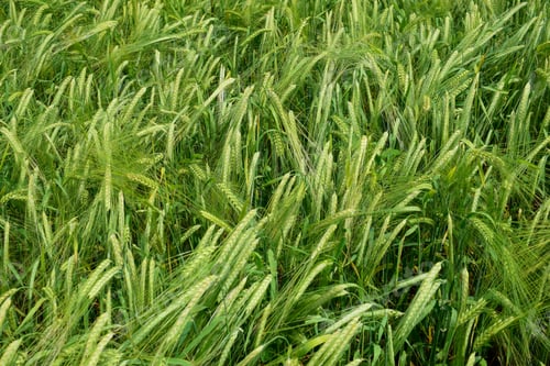 Preview: Ripening Barley On The Field In Early Summer