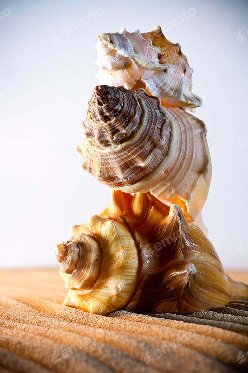 Preview: Sea Shells Seashells, Sea Shells From Beach - Panoramic - With Large Scallop Shell.