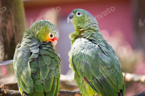 Preview: Parrot Portrait Of Bird. Wildlife Scene From Tropic Nature.