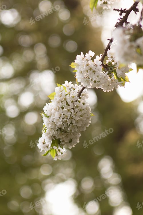 Preview: Cherry Blossom, Cherry Blossoming Twig, Spring Fruit Background.