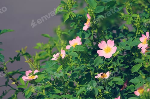 Preview: Wild Rose On The Pond. Rosehip Tea Rose . Toned, Selective Focus