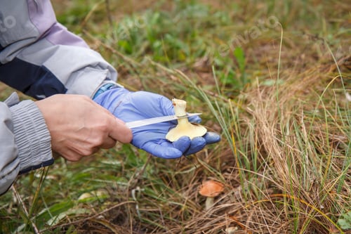 Preview: The Search For Mushrooms In The Woods. Mushroom Picker. A Woman In Rubber Glove Is Cutting A