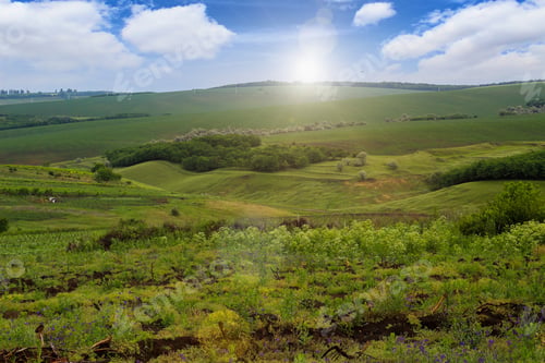 Preview: Green Hilly Field On A Sunny Summer Day. Toned Background.
