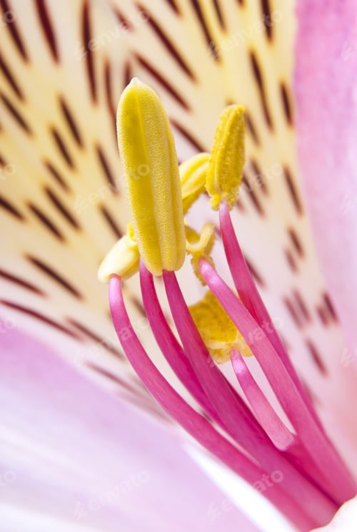 Preview: Pink Exotic Flower. Focus On The Pestle Flower