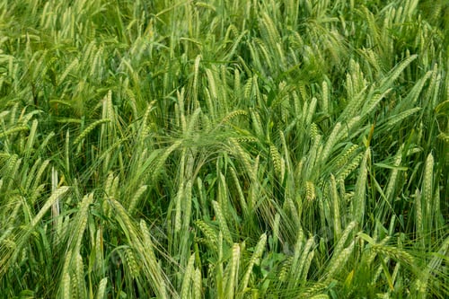 Preview: Ripening Barley On The Field In Early Summer