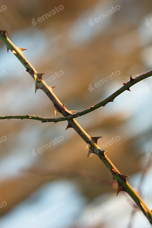 Preview: Dry Thistle, Common Thistle, On Spring - Autumn Background.