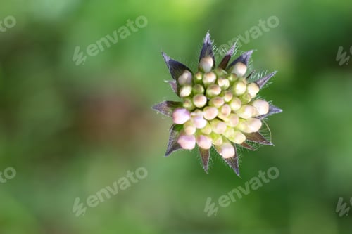 Preview: Flower On Abstract Green Background