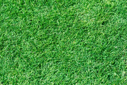 Preview: Green Freshly Mown Grass. Can Be Used As A Background. Selective Focus