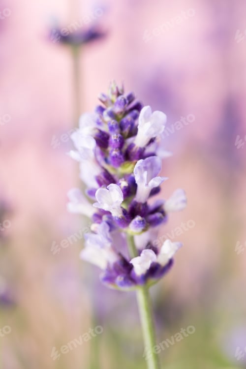 Preview: Lavender Flowers On A White Background.