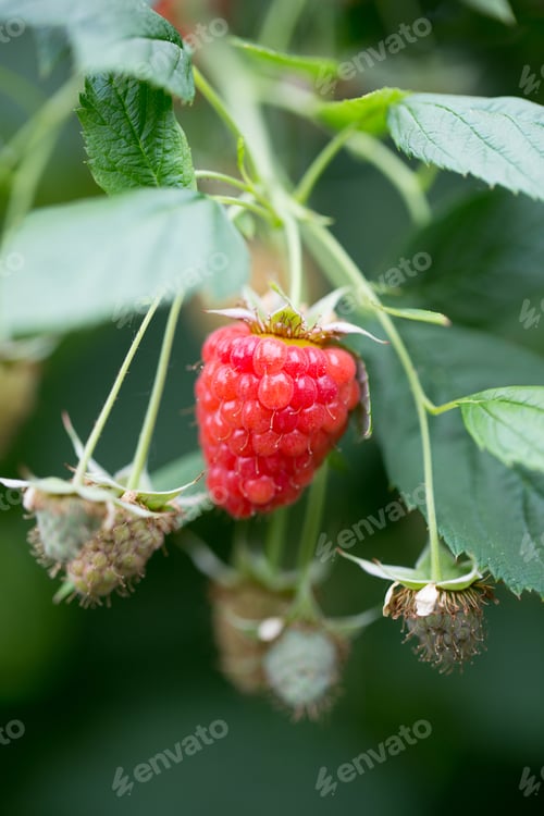 Preview: Eco Raspberry Ripe Close Up In The Garden.