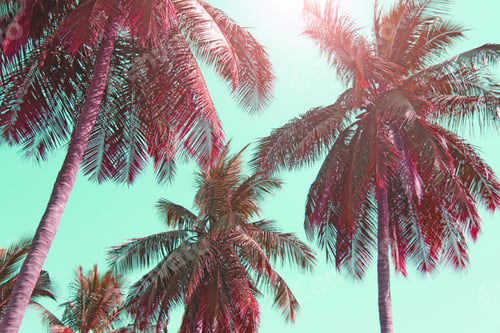 Preview: Pink Palm Trees Silhouettes Against Pastel Sunset On A Light Green Sky. Silhouettes Of Palm Trees