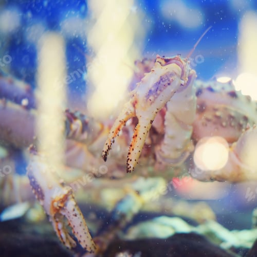 Preview: Live Crab Behind The Glass In The Aquarium Seafood Restaurant, Claw Close-Up