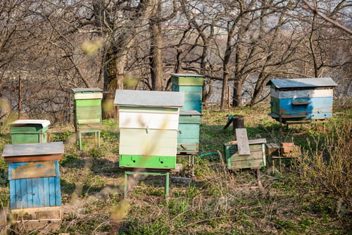 Preview: Small Apiary With Different Hives In The Spring