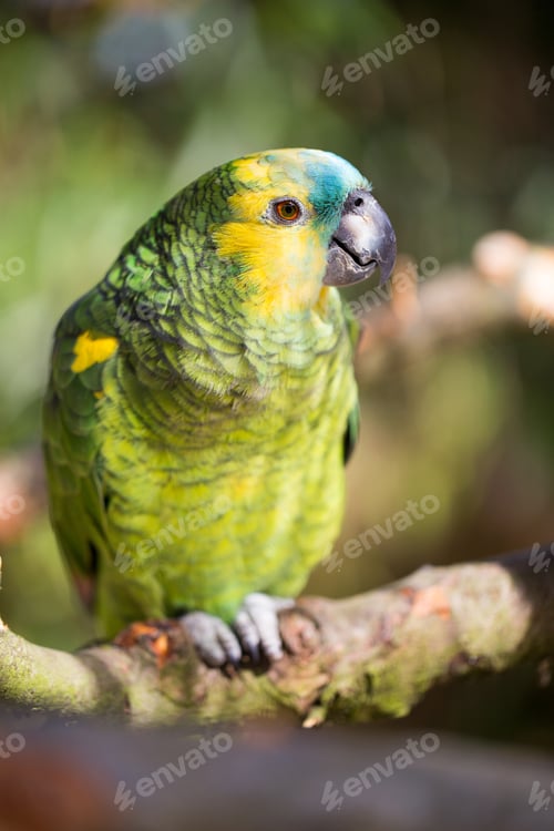 Preview: Parrot Portrait Of Bird. Wildlife Scene From Tropic Nature.