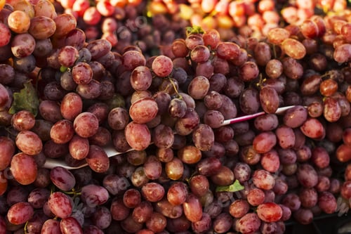 Preview: Bunches Of Red Grapes. Healthy Eating. Concept Of Autumn Agricultural Harvest (Selective Focus)
