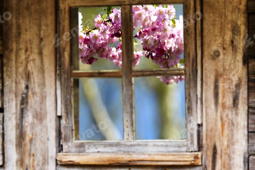 Preview: Wooden Window Frame, Spring, Flowering Trees