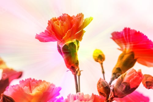 Preview: Arrangement Of Beautiful Pink Divine Flowers Blooming In Spring, Arranged In Vase. Orange Blossoms