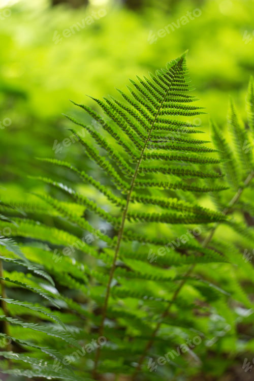 Preview: Ferns (Polypodiophyta) Are A Detachment Of Sprue Vascular Plants, Or Pteridophyta, Whose