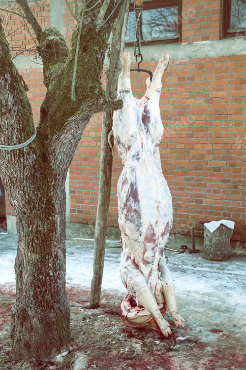 Preview: Home Pig Slaughter, Pig Hanging In A Backyard. Vintage Style.