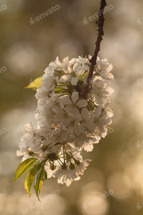 Preview: Cherry Blossom, Cherry Blossoming Twig, Spring Fruit Background.