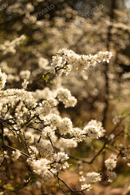 Preview: Cherry Blossom, Cherry Blossoming Twig, Spring Fruit Background.
