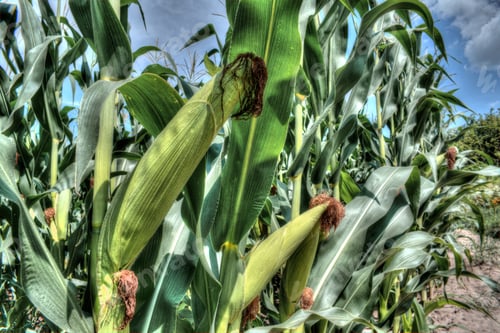 Preview: Ripening Corn On The Field With The Storm On The Background