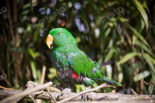 Preview: Parrot Portrait Of Bird. Wildlife Scene From Tropic Nature.