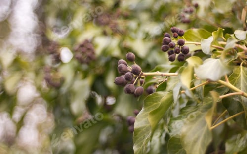 Preview: Hedera Helix - Poisonous Climbing Garden Plant In The Background.