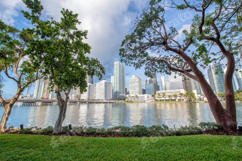 Preview: City Skyline Framed By Tree Branches Shadows.