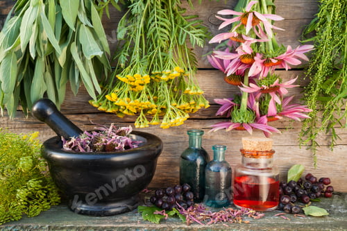 Visualização: Cachos de ervas medicinais na parede, fitoterapia