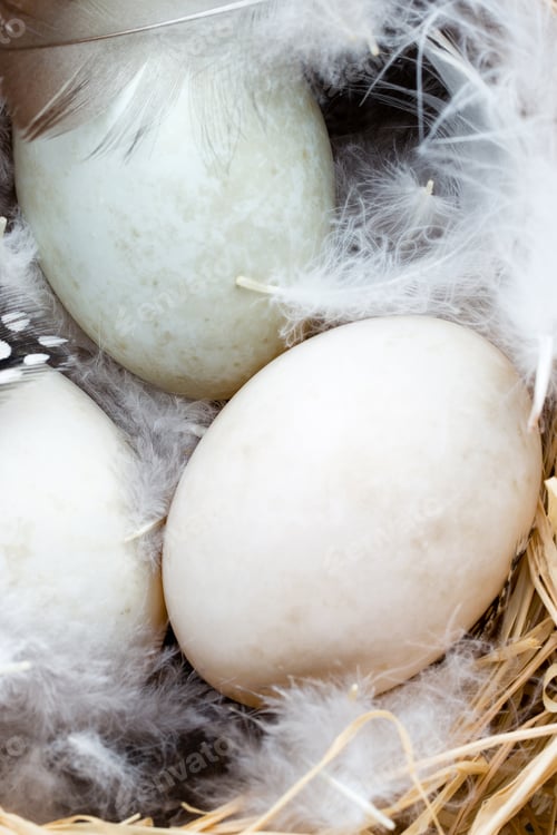 Preview: Duck Eggs Nest, Spring Easter Symbol.