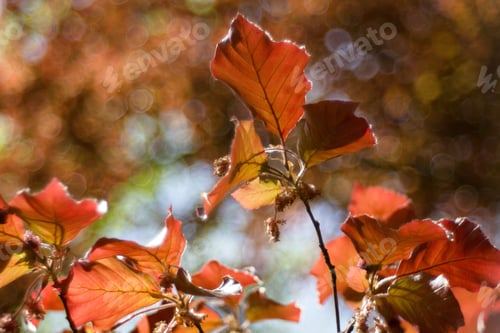 Preview: Beech Tree, Beech Spring Twig With Fresh Leaves, Game Of Reflections And Lights, Spring Natural