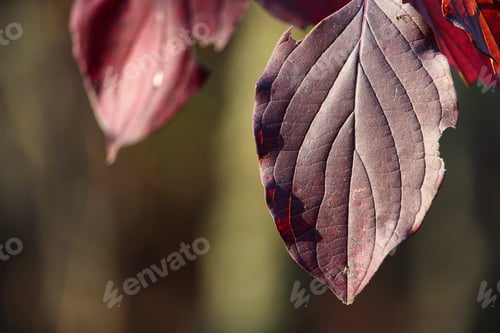 Preview: Leaves On A Tree During Golden Autumn. Abstract Background. Selective Focus