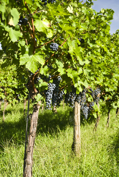 Preview: Vineyard