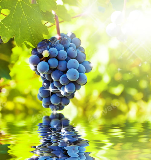 Preview: Several Bunches Of Ripe Grapes On The Vine (Selective Focus)